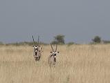 Africa 103 : Africa, Animal, Botswana, Gemsbok (Oryx), Grassland, Landscape, Makgadikgadi, Mammal